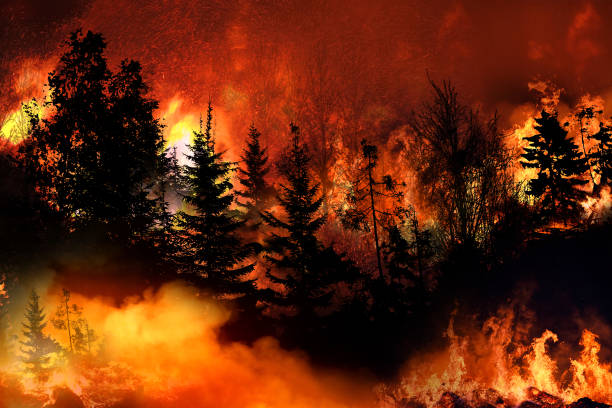 A rendering of fire engulfed forest. Marriage Cat Magazine - poverty California fires